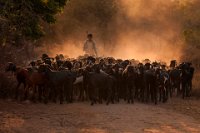 193 - RETURNING SHEPHERD - C.R. SATHYANARAYANA - India <div