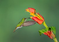 248 - RUFOUS TAILED HUMMINGBIRD - HUILGOL AJIT - India <div