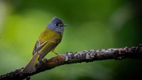 256 - GREY HEADED CANARY FLYCATCHER - J RAVIKUMAR - India <div