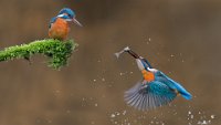 293 - KINGFISHERS - DE FRAINE JOZEF - Belgium <div