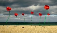 310 - COQUELICOTS VOLENT - DUMAS JEAN LOUIS - France <div