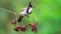 372 - BULBUL TOSSING BERRY - HR SHASHANK - India <div