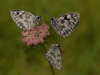 422 - DRIE VLINDERS - VERLINDE JOHAN - Belgium <div