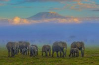 455 - KILIMANJARO MOUNT ELEPHANTS 2 - LAM CHAU KEI CHECKY - Hong Kong <div