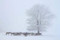 461 - WINTER HORSES - EVDOKIMOV EMILIYAN - Bulgaria <div