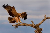 47 - NIPTE LANDING - VANDEBROECK JHONY - Belgium <div