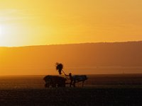 80 - EVENING WORK IN THE FIELD - MIKSIK IVAN - Czech Republic <div