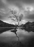 17 - TREE AT LLYN PADARN - STEWARD DUNCAN - England <div