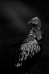 194 - PORTRAIT OF VULTURE - C K SUBRAMANYA - India <div