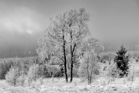 230 - MATIN GIVRE - VEKEMANS MURIEL - Belgium <div