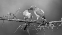 243 - WHITE EYE FEEDING - HR SHASHANK - India <div
