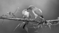 243 - WHITE EYE FEEDING - HR SHASHANK - India <div