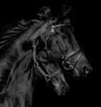 277 - ARABO FRIESIAN - MERTENS WILLY - Belgium <div