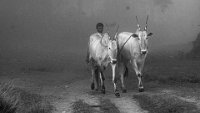 378 - CATTLE WALK - HR SHASHANK - India <div