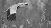 390 - REIGER IN DE VLUCHT 6420 - COSIJNS GERARD - Belgium <div