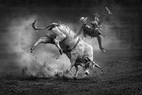 400 - BULL RIDING - CHENG THOMAS - Hong Kong <div