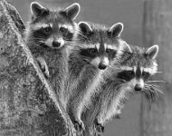 53 - THREE RACCOONS - MALLETT CHRISTINE - England <div