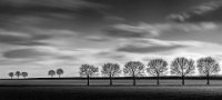 76 - TREES - VANDER MEULEN SONJA - Belgium <div