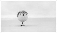 87 - SANDERLING - LUCIEN LECLERCQ - Belgium <div