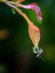 102 - MOSQUITO CLINGING TO WATERDROP - M BASAVARAJ - India <div