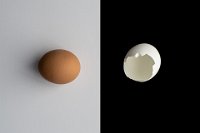 201 - EGGS - LAUWERS JOOS - Belgium <div