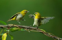 DIPLOME - ANGRY BIRDS - VISWANADHA MAHESH KUMAR - India <div