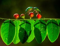 DIPLOME - JEWEL BEETLE MATING - HAARITH ARJUN - India <div