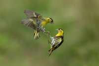 FBP SILVER MEDAL - SISKIN TUSSLE - PEARS GRAHAM - England <div