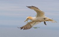 FIAP HONOR - GANNET WITH NESTING MATERIAL - MORRIS ABSON JANE - England <div