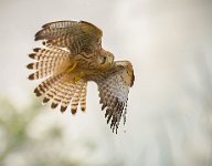 PSA GOLD MEDAL - KESTREL PREPARING TO DIVE - STEYN GILLIAN - England <div