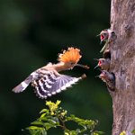 PSA SILVER MEDAL - DESIRE FOR FOOD - TONG JIANGCHUAN - China <div