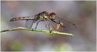 TROPHEE EPHA - SYMPETRUM - DEBUY MARIETTE - Belgium <div