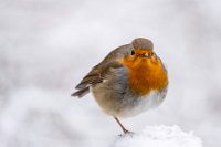 10 - ROUGE GORGE DANS LA NEIGE - DEJONCKER JOELLE - Belgium <div