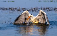 114 - GREY HERON WITH CATCH 1 - MARATHE SUNIEL - India <div