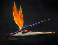 121 - BIRD OF PARADISE FLOWER - BARKER TONY - England <div