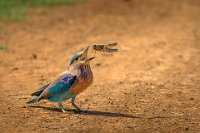 124 - INDIAN ROLLER CATCHING THE FEED - C.R. SATHYANARAYANA - India <div
