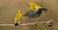 132 - WHITE EYE FIGHT - HR SHASHANK - India <div