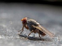 135 - SMALL INSECT 4 MM - CHOLIZ SANTIAGO - Spain <div