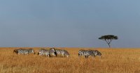 136 - ZEBRA GRAZING MASAI MARA - VISWANATHAN ASHOK - India <div