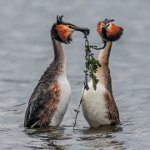 137 - GREAT CRESTED GREBE 5202 - WOODS TREVOR - England <div