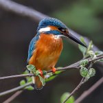 14 - KING FISHER - PARANDAK MIRALI - Iran <div