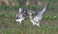 143 - GODWIT FIGHT IN MORNING - BHANDARI SUBHASISH - India <div