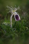 147 - ANEMONE - BIKFALVI ZSOLT - Romania <div