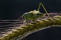 149 - GREEN GRASSHOPPER - DEMIR ALI RIZA - Turkey <div