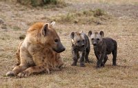 155 - SPOTTED HYENA WITH CUBS - PEARMAIN SUSAN - England <div