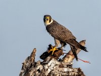 158 - FALCON WITH CATCH - M BASAVARAJ - India <div