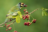 160 - COPPERSMITH BARBET WITH CHERRY - PANDIT GAJANANA - India <div