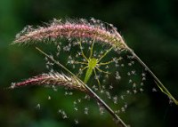 161 - SPIDERS - HO YU LING - Taiwan <div