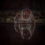 182 - OTTER FEEDING AT NIGHT - STEYN GILLIAN - England <div