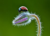 183 - LADYBIRD ON BORRACINE - VALDARNINI VALDARNINI - Italy <div